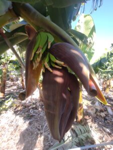 La bellota de la platanera