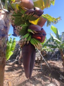 La bellota de la platanera