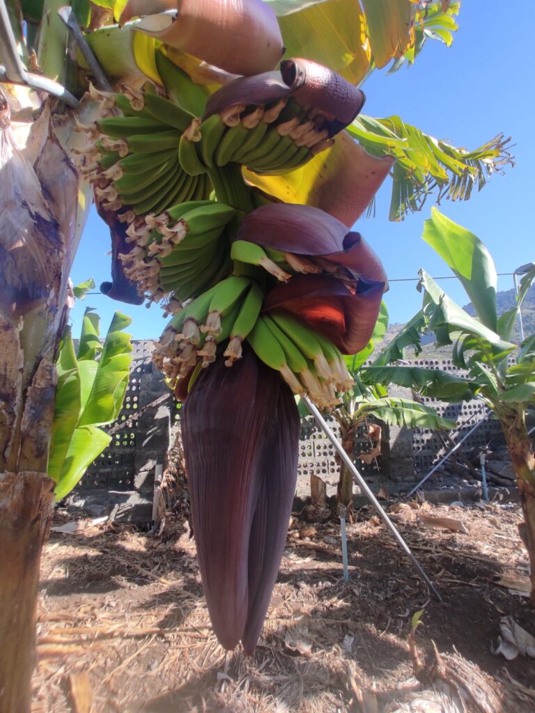 La bellota de la platanera