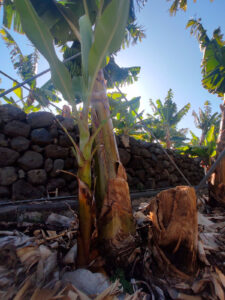 El matriarcado de la platanera: "madre", "hija y "abuela"