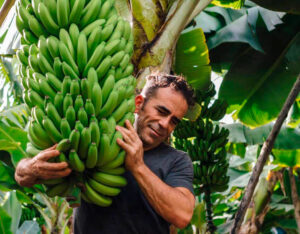 plátano de canarias ecológico
