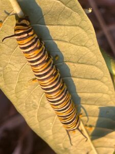 Platanológico es un ecosistema de seres vivos