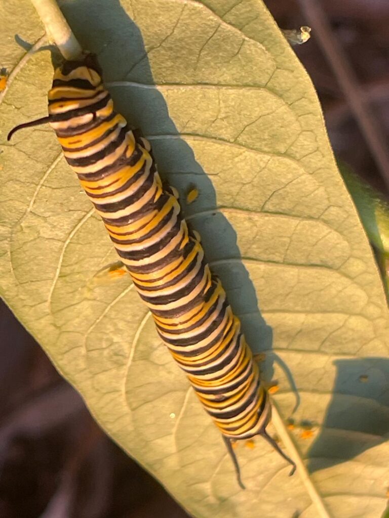 Platanológico es un ecosistema de seres vivos