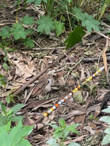 Platanológico, herramientas de trabajo