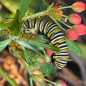 Platanológico es un ecosistema de seres vivos