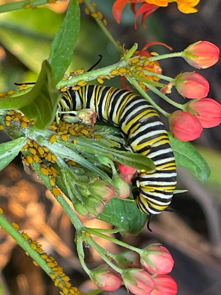 Platanológico es un ecosistema de seres vivos