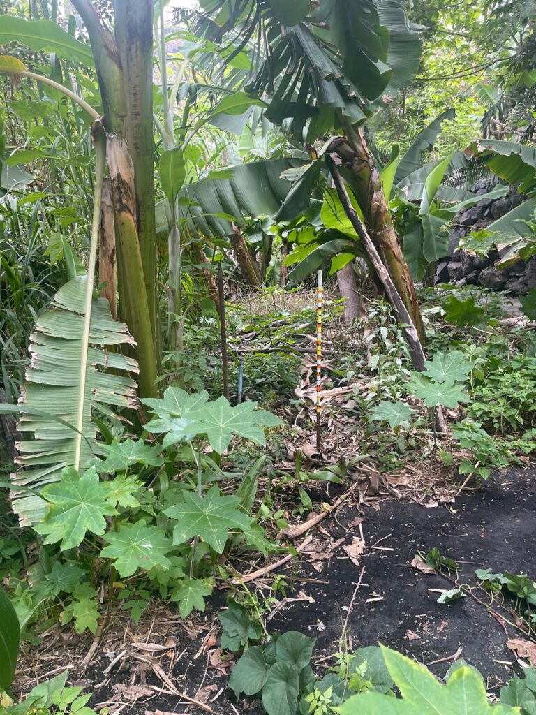 Platanológico, herramientas de trabajo