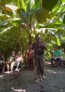 La Planta del plátano
